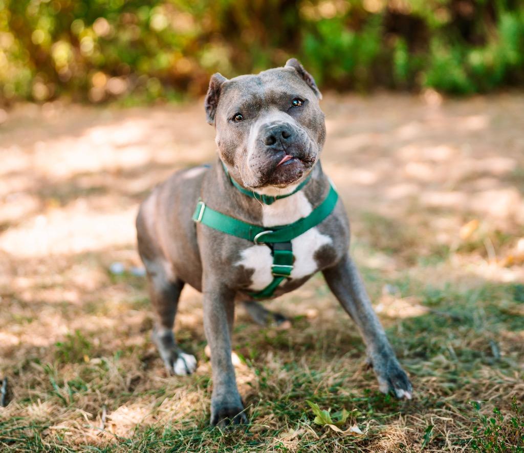 Enlarge Nala, a Adoptable American Staffordshire Terrier in Ewing, NJ image 3/3