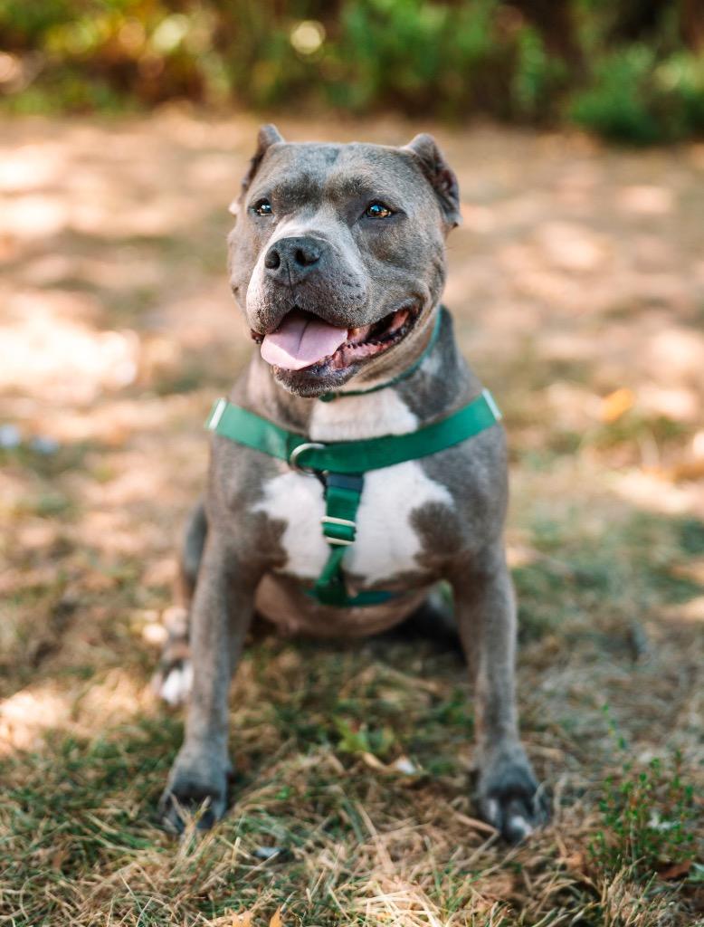Nala, a Adoptable American Staffordshire Terrier in Ewing, NJ image 2/3
