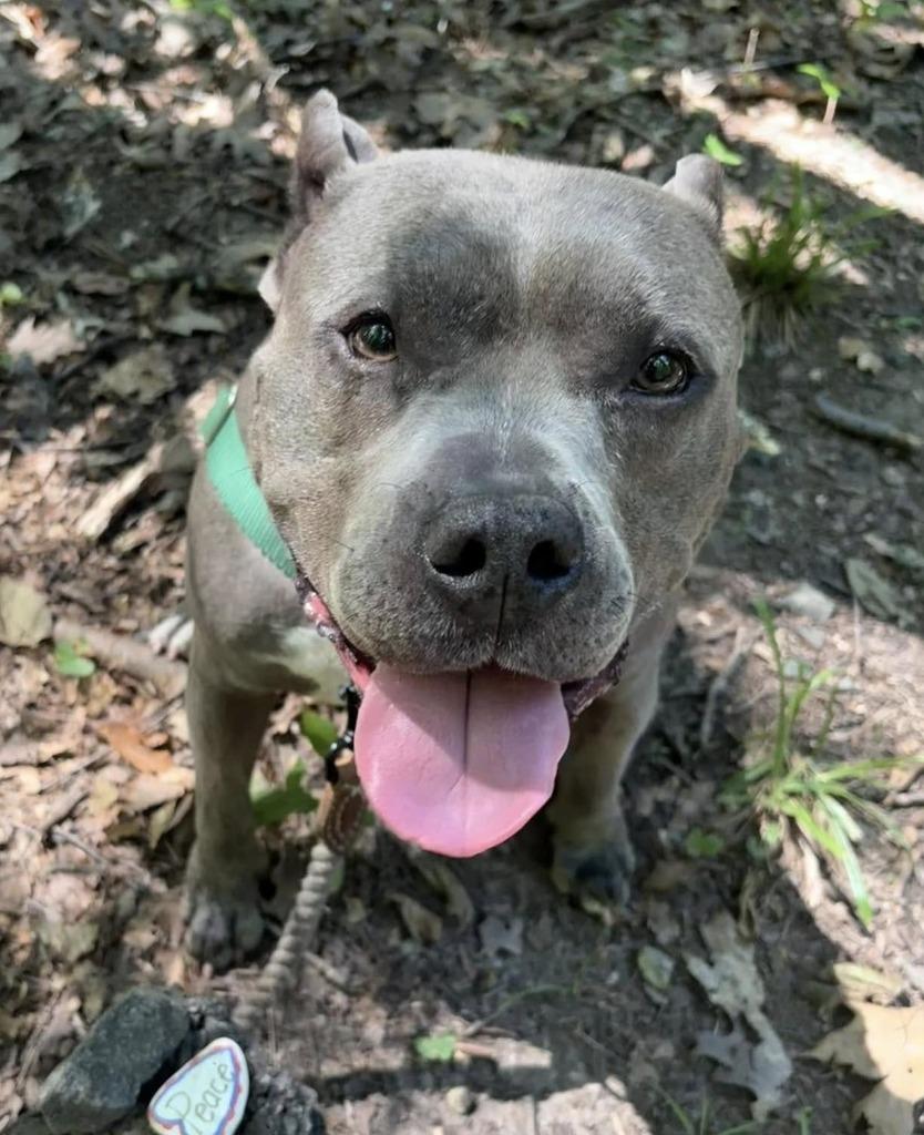 Nala, a Adoptable American Staffordshire Terrier in Ewing, NJ image 3/3