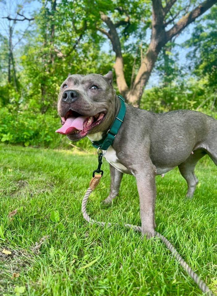 Nala, a Adoptable American Staffordshire Terrier in Ewing, NJ image 4/6
