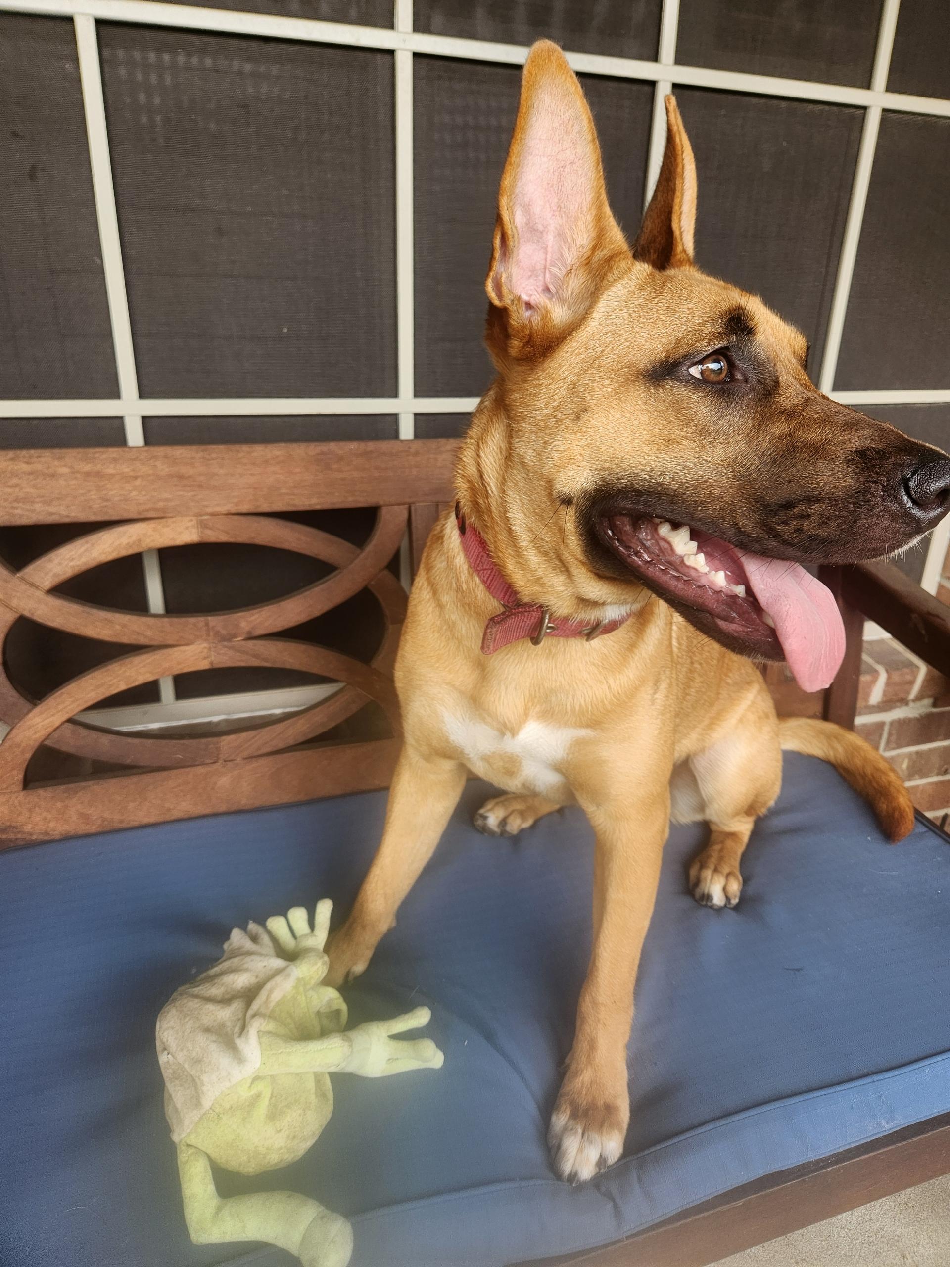 Enlarge KAI breeze oceana, a Adoptable mixed breed in East Hartford, CT image 6/6