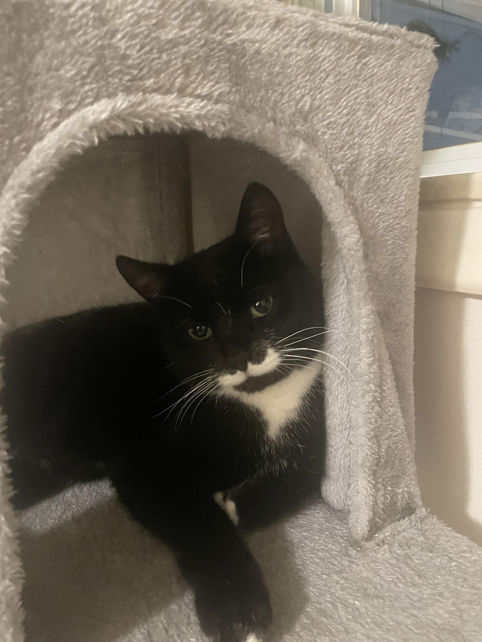 Mustachio, Adopted, Young Male Domestic Short Hair.