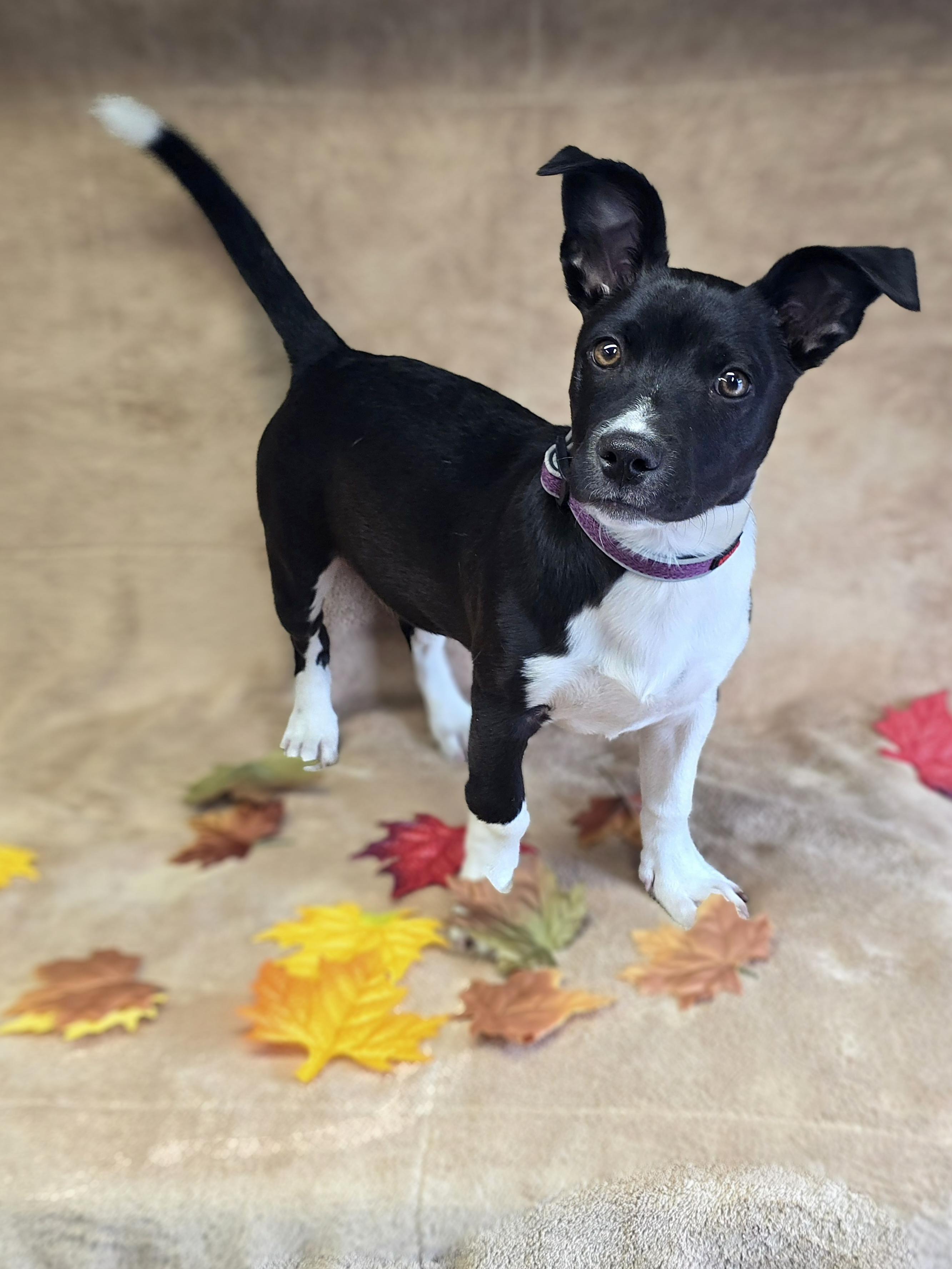 Enlarge Checkers, a Adoptable mixed breed in San Pedro, CA image 4/6