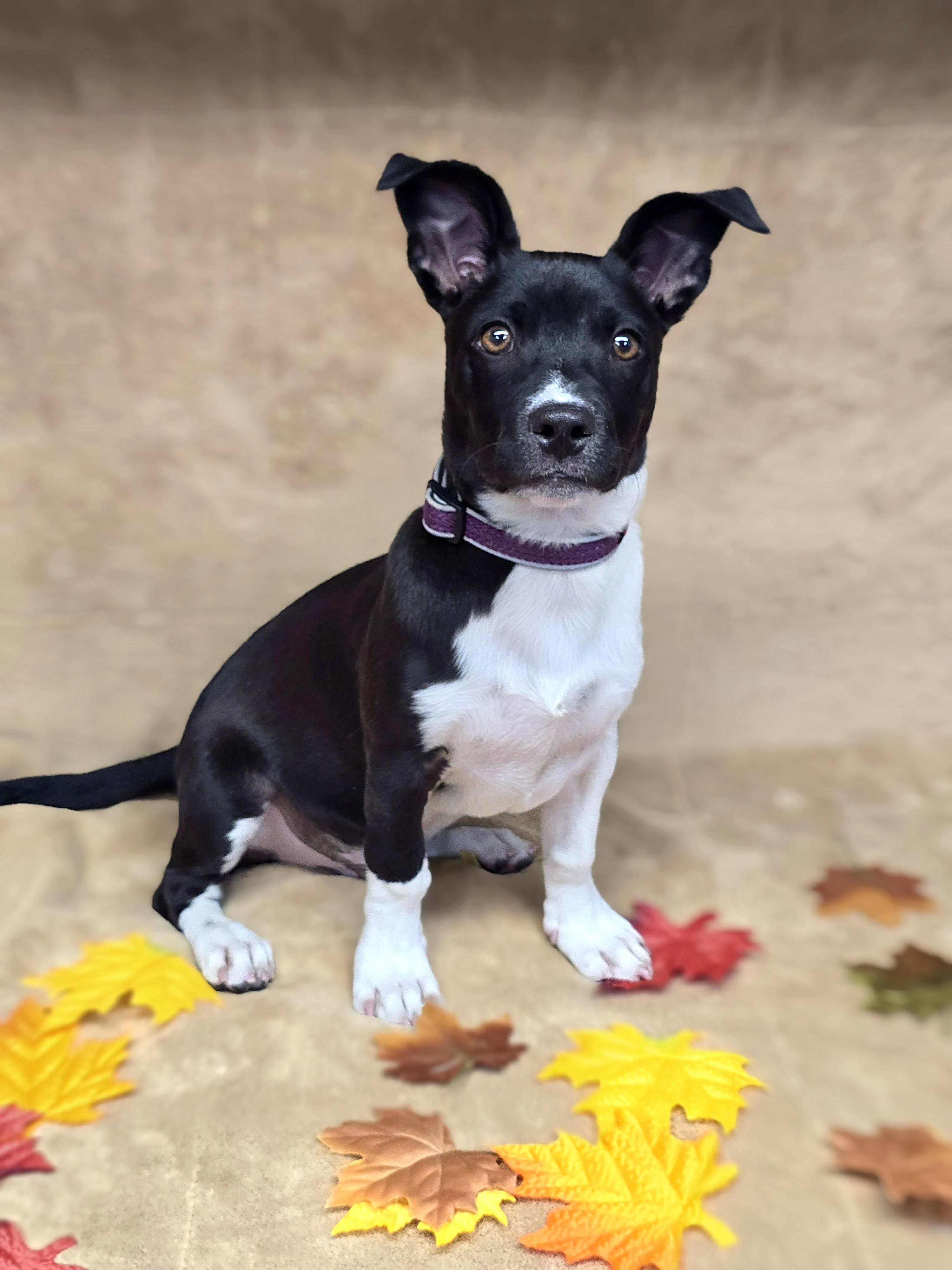 Checkers, Adoptable, Puppy Male Miniature Pinscher & American Bully.