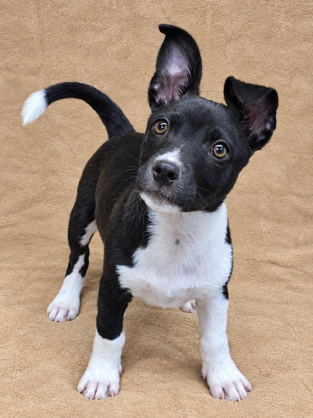 Enlarge Checkers, a Adoptable mixed breed in San Pedro, CA image 6/6