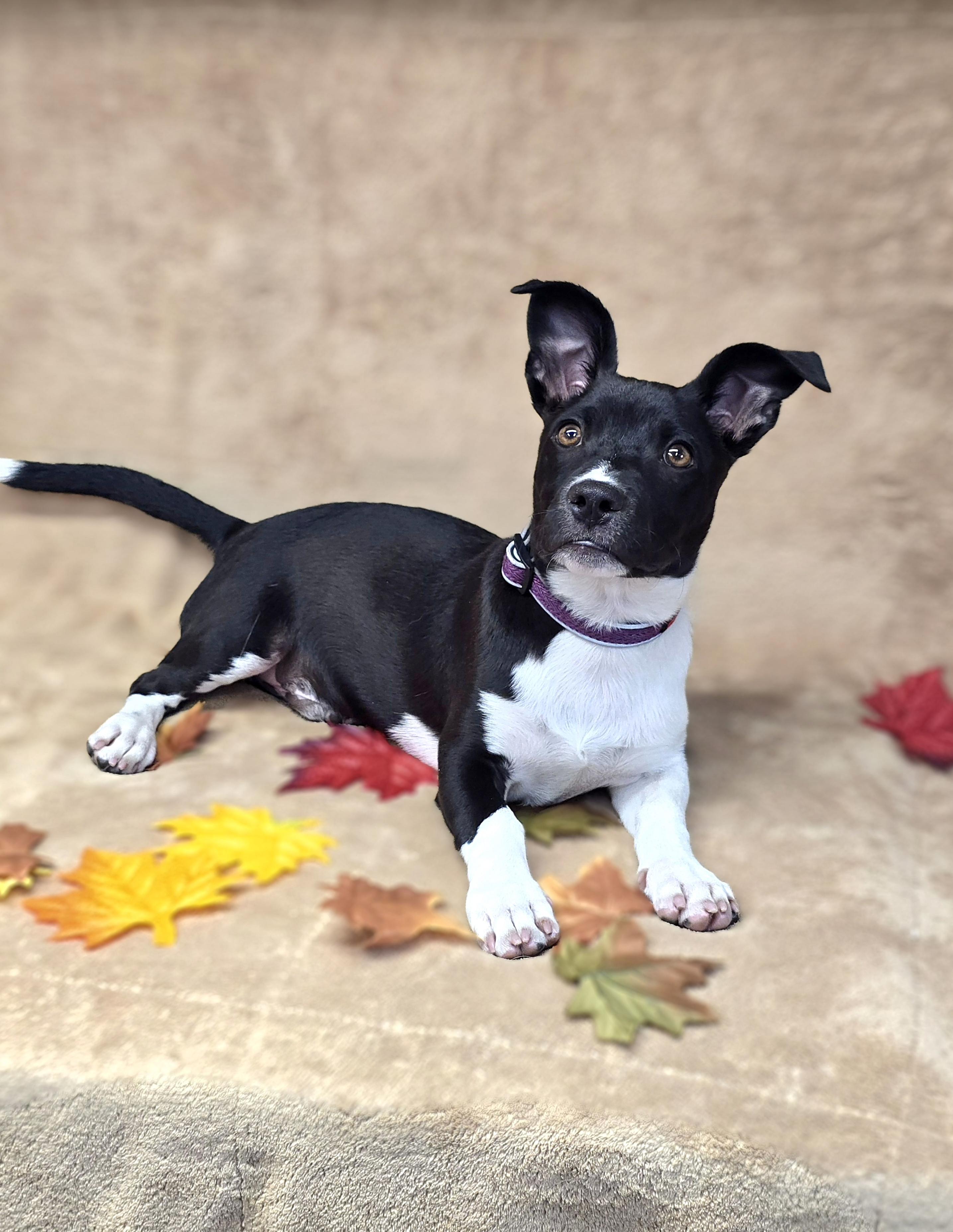 Enlarge Checkers, a Adoptable mixed breed in San Pedro, CA image 5/6