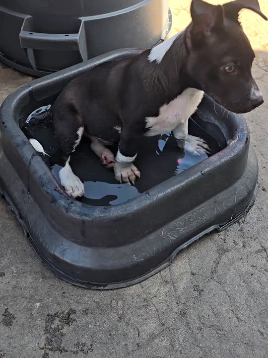 Enlarge Checkers, a Adoptable mixed breed in San Pedro, CA video 3/6