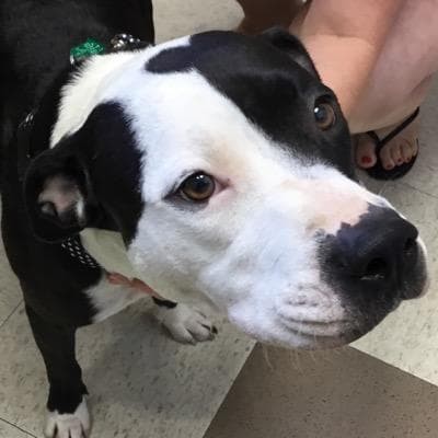 Mable, a Adoptable mixed breed in Flower Mound, TX image 2/4