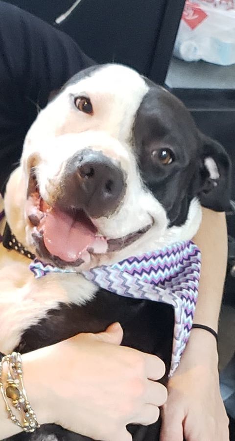 Mable, a Adoptable mixed breed in Flower Mound, TX image 3/4