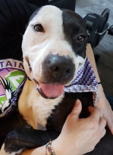 Mable, a Adoptable mixed breed in Flower Mound, TX image 4/4