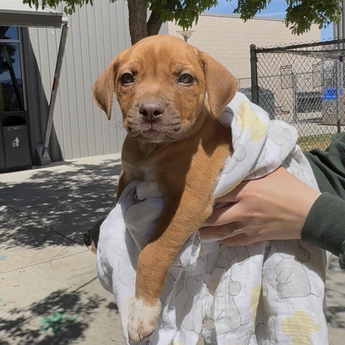 Enlarge Melly, a ADOPTABLE mixed breed in Carlsbad, CA image 1/5