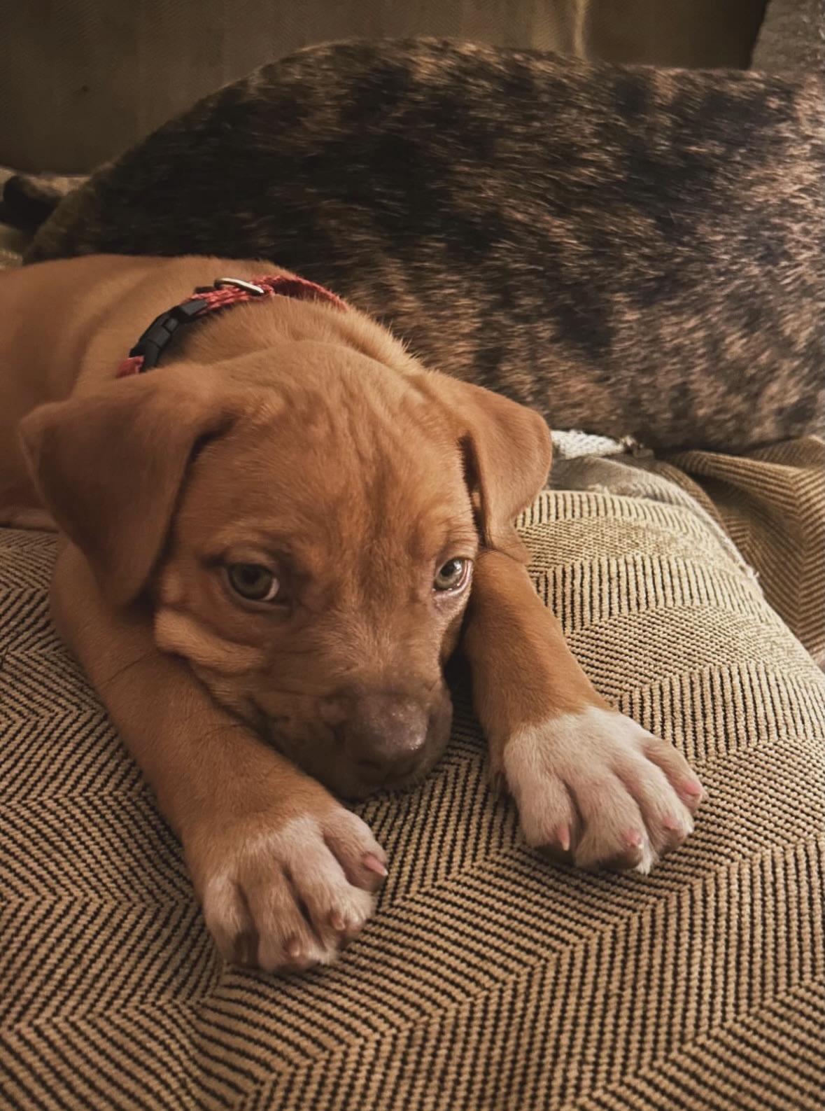 Enlarge Melly, a ADOPTABLE mixed breed in Carlsbad, CA image 2/5