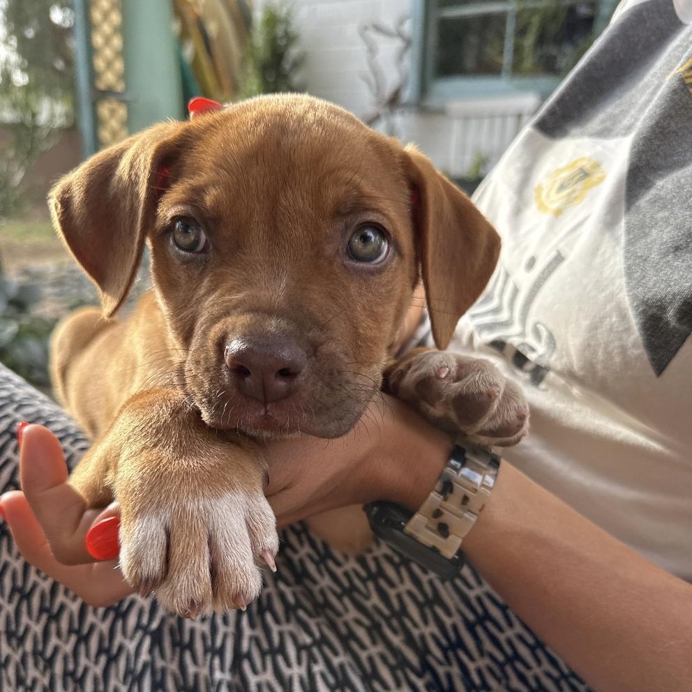 Mellie, adopted, Puppy Female Pit Bull Terrier & Boxer.