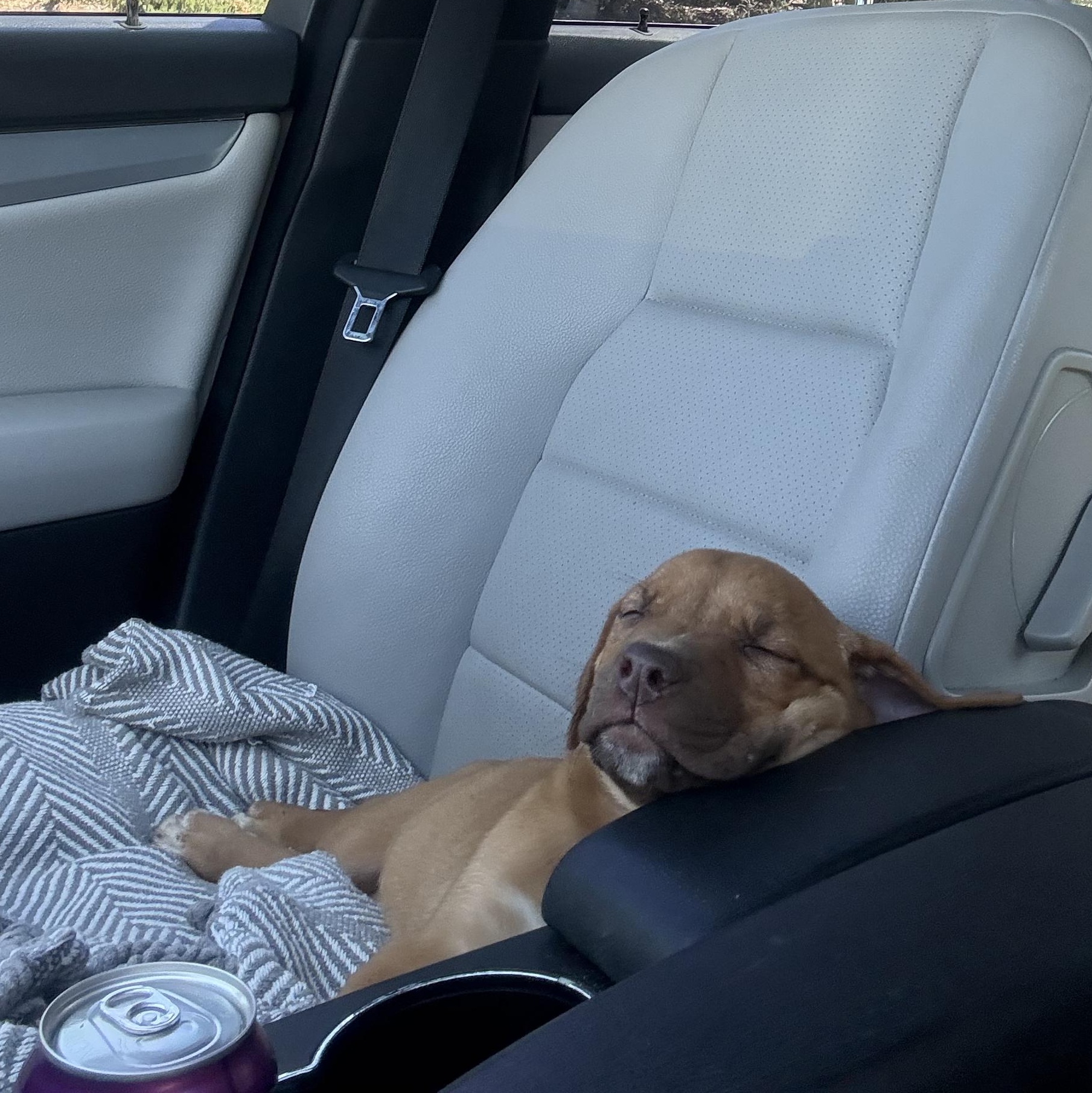 Enlarge Melly, a ADOPTABLE mixed breed in Carlsbad, CA image 3/5