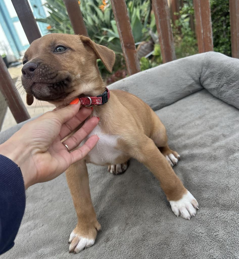 Enlarge Melly, a ADOPTABLE mixed breed in Carlsbad, CA image 5/5