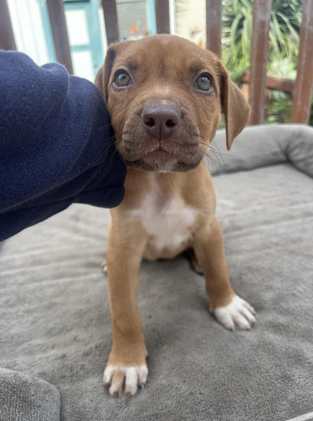 Enlarge Melly, a ADOPTABLE mixed breed in Carlsbad, CA image 4/5