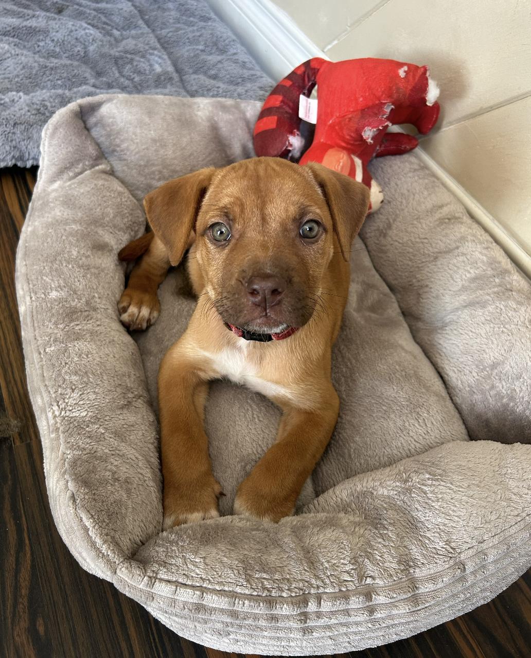 Enlarge Mellie, an adopted mixed breed in Carlsbad, CA image 4/6