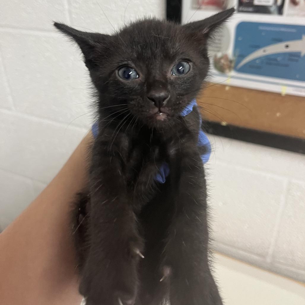 Banjo, Adoptable, Kitten Male Domestic Short Hair.