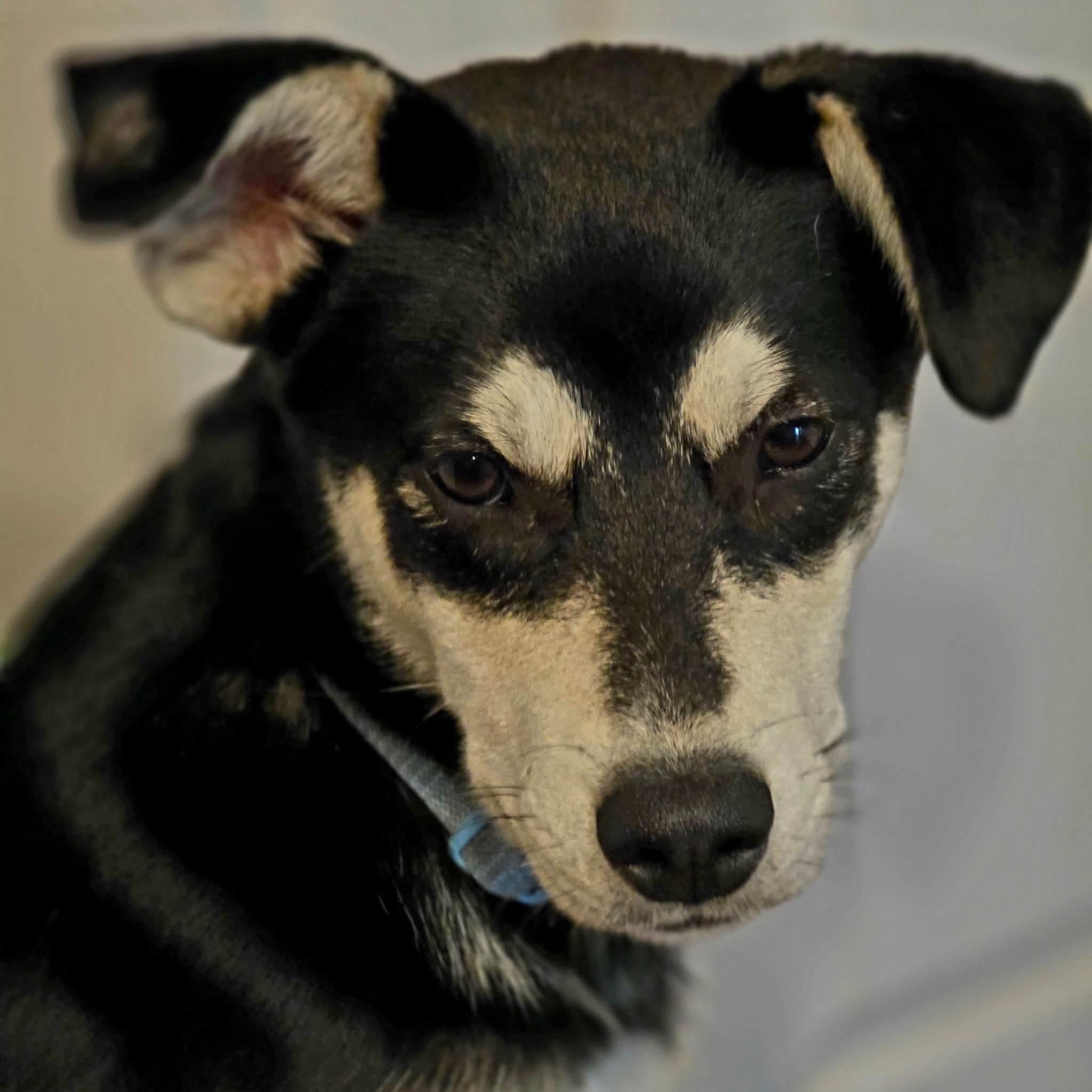 Enlarge Bandit, a ADOPTABLE mixed breed in Cleveland, OK image 3/3
