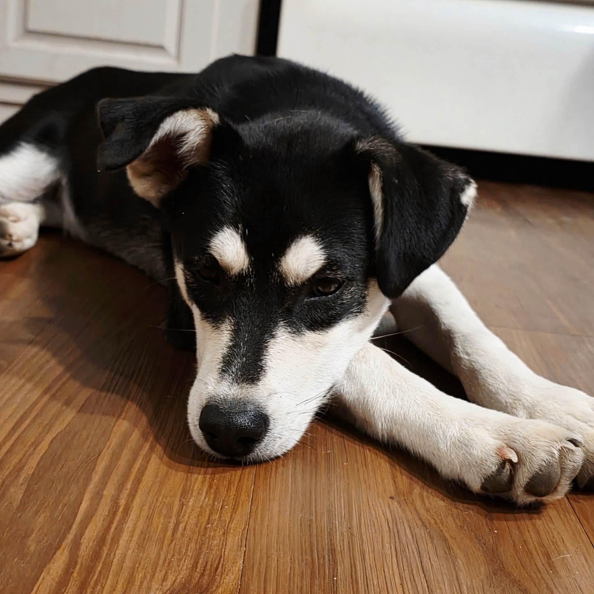 Bandit, ADOPTABLE, Puppy Male Husky.