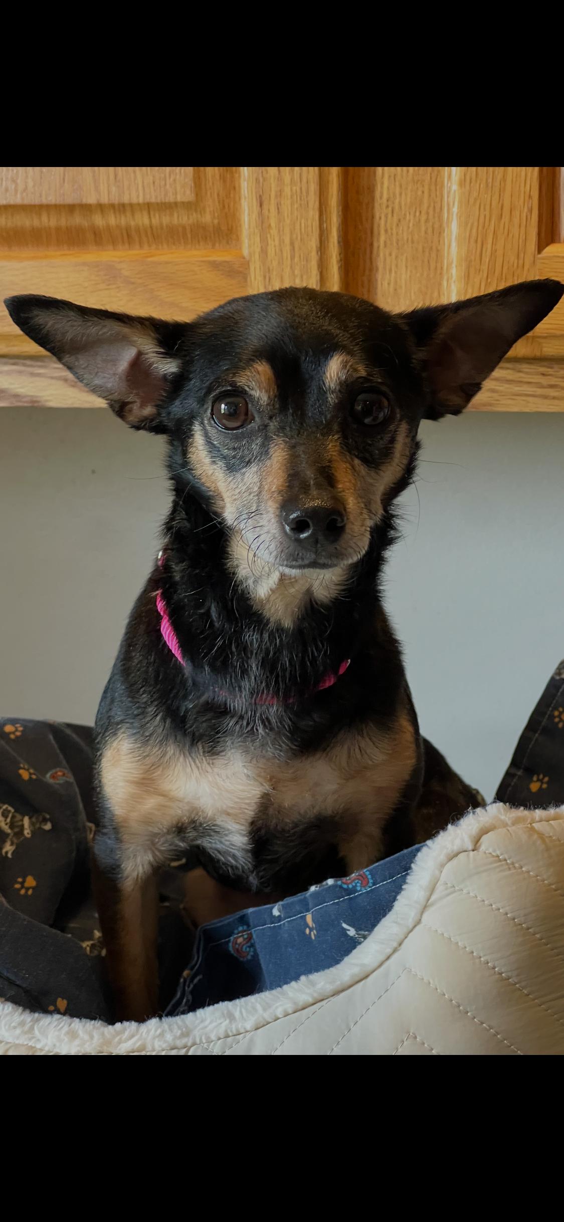 Enlarge Chola, an adopted mixed breed in Armada, MI image 4/4