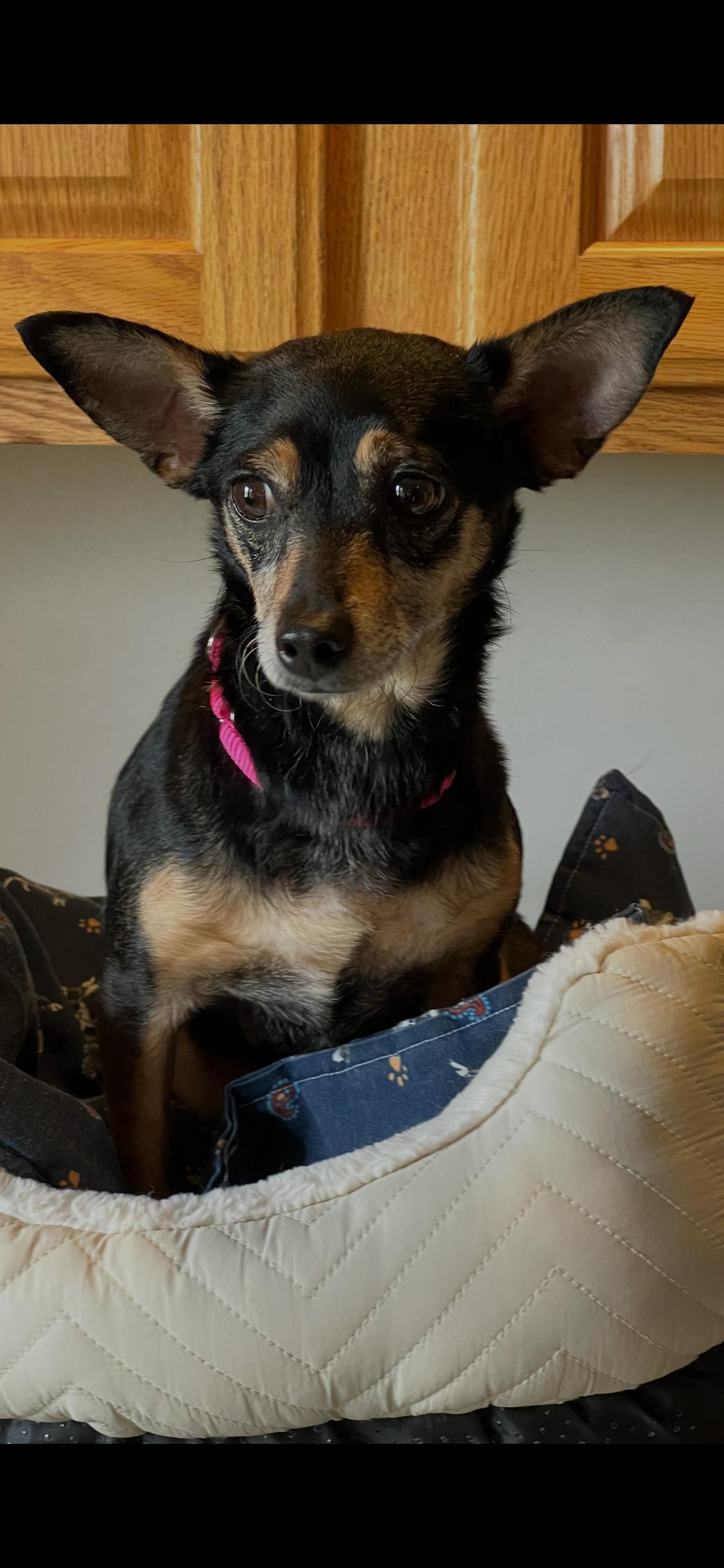 Enlarge Chola, an adopted mixed breed in Armada, MI image 2/4