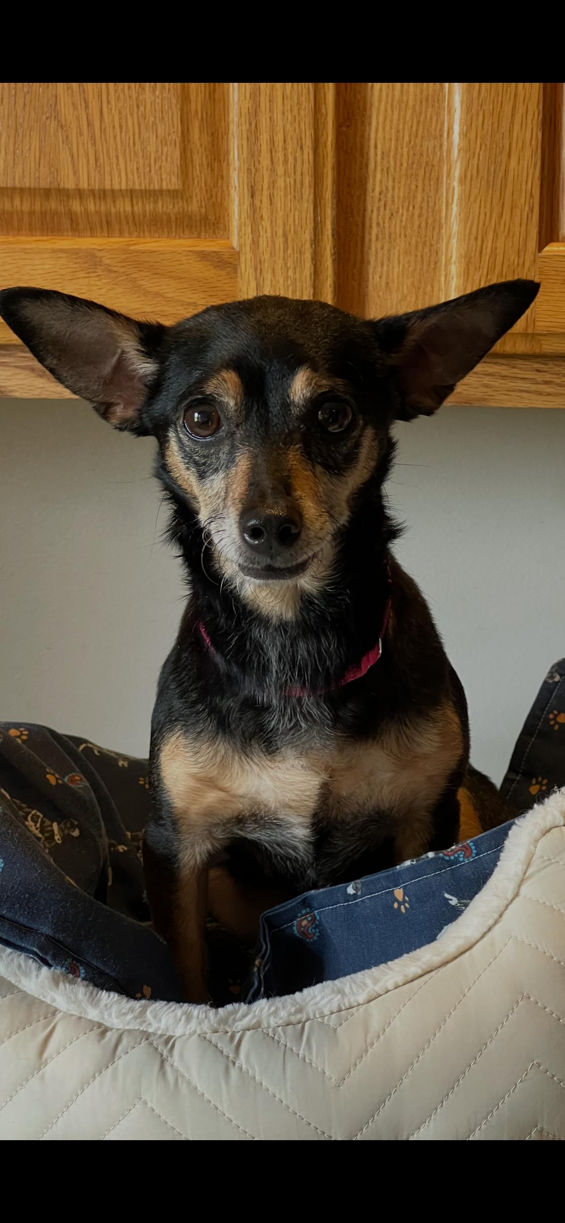 Enlarge Chola, an adopted mixed breed in Armada, MI image 3/4