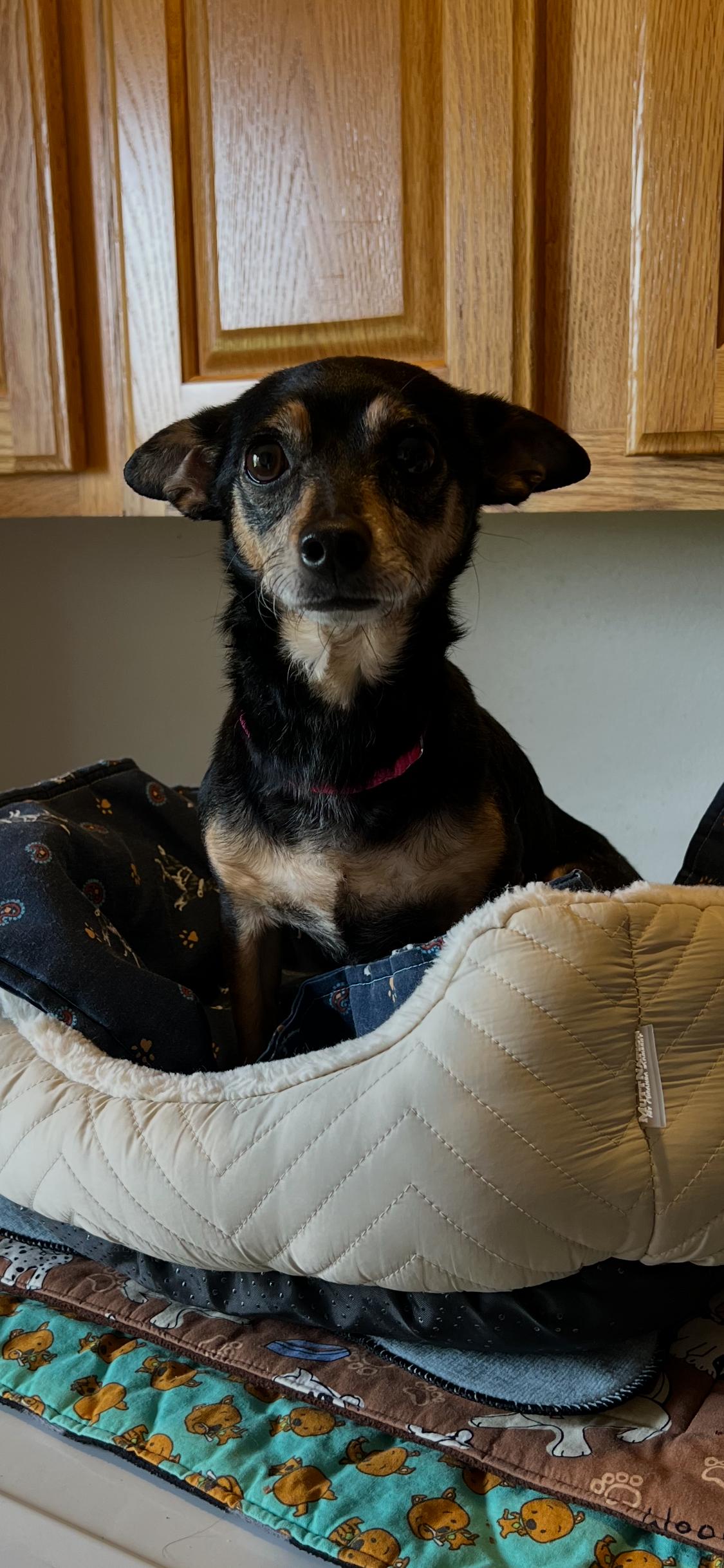 Enlarge Chola, an adopted mixed breed in Armada, MI image 1/4