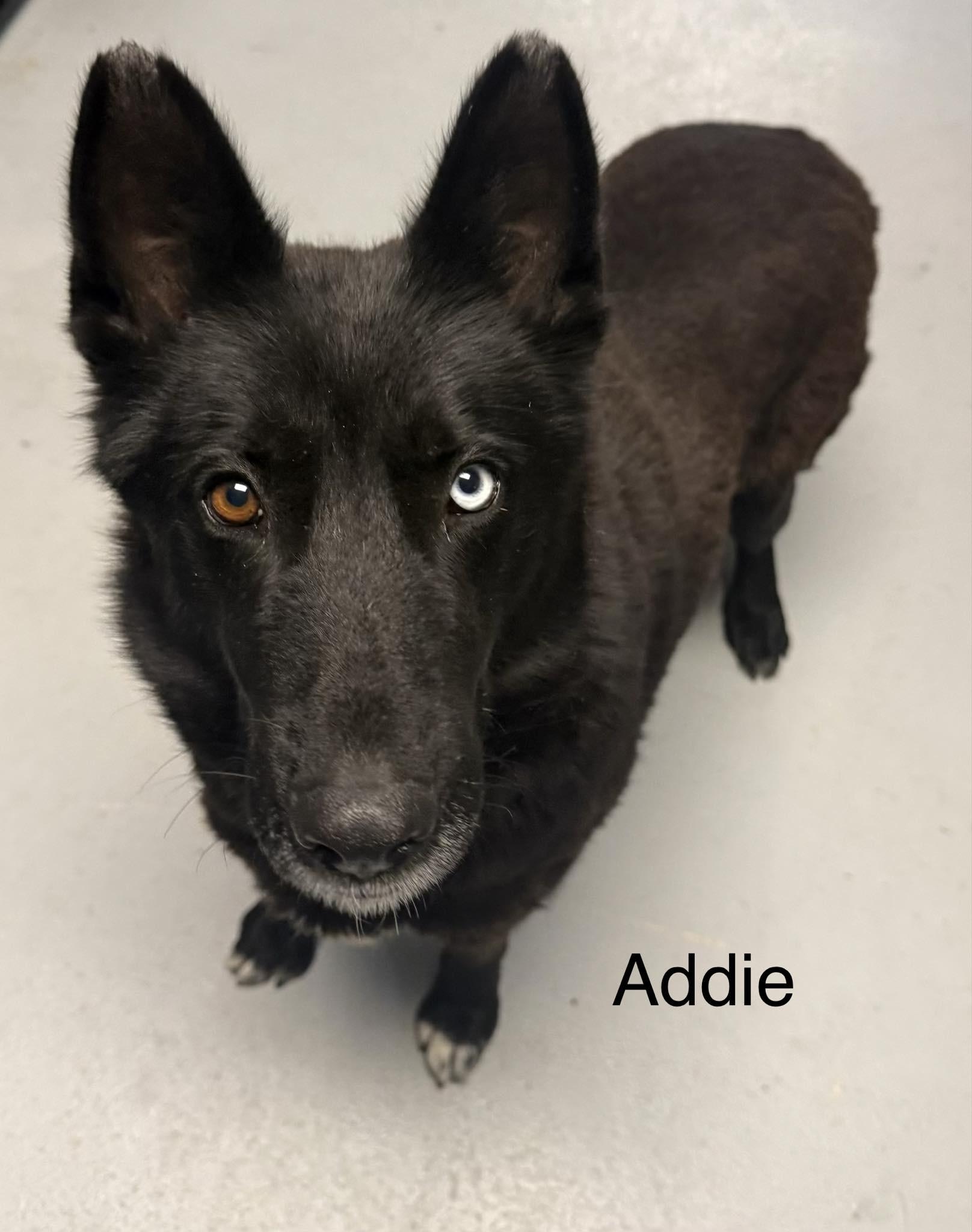 Addie, adopted, Adult Female German Shepherd Dog.