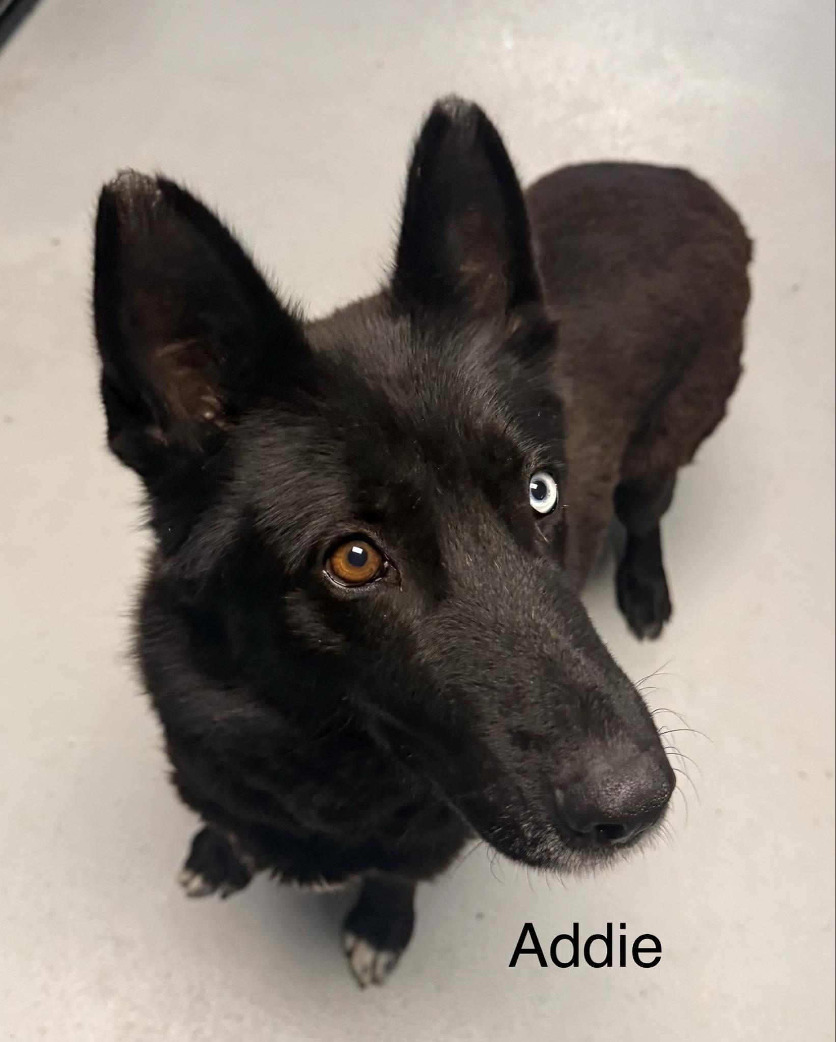 Enlarge Addie, an adopted German Shepherd Dog in Hop Bottom, PA image 2/2