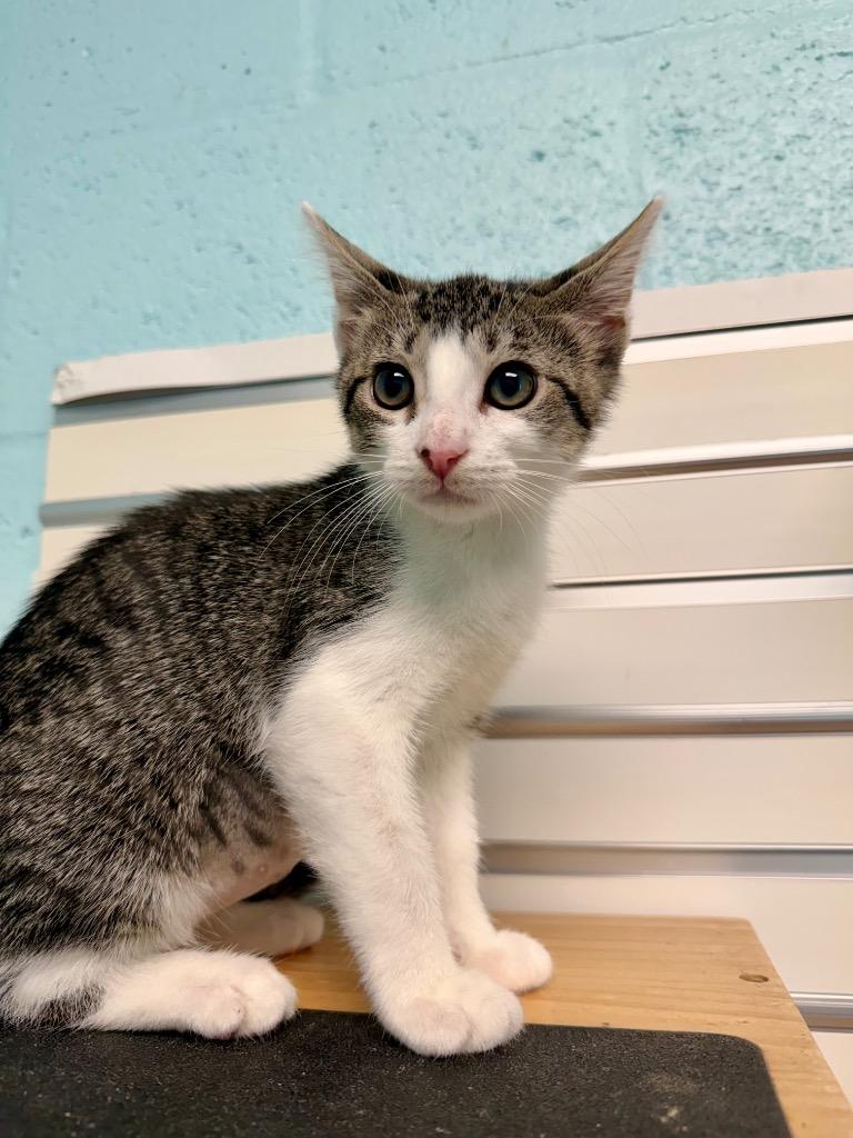 Seraphina, Adoptable, Kitten Female Domestic Short Hair.