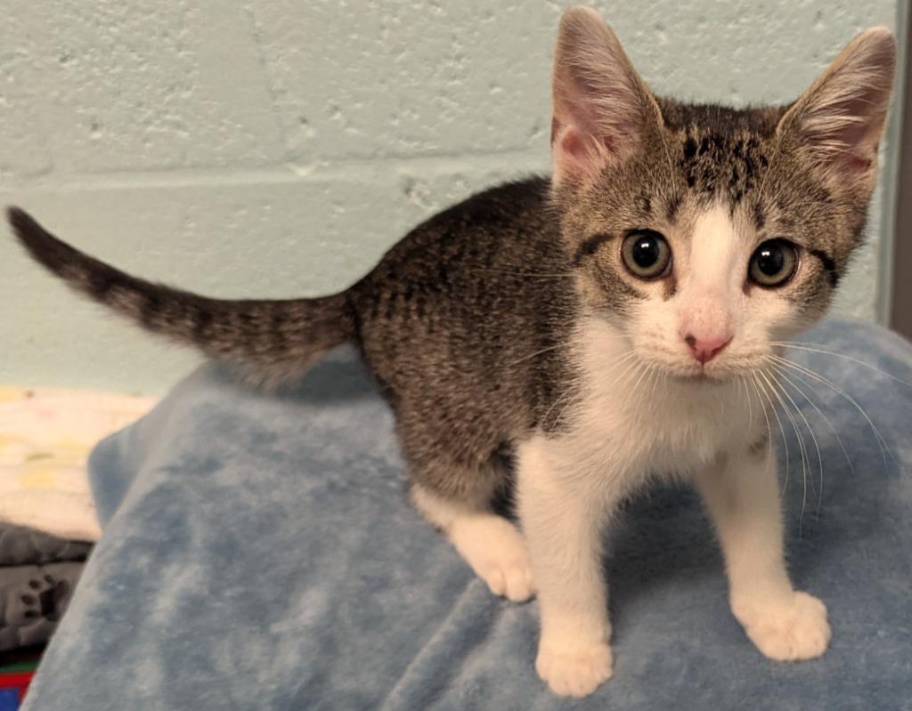Enlarge Seraphina, a Adoptable mixed breed in Cape Coral, FL image 2/2