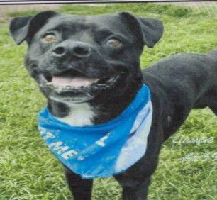 Enlarge Grape, a Adoptable mixed breed in Hartselle, AL image 1/1