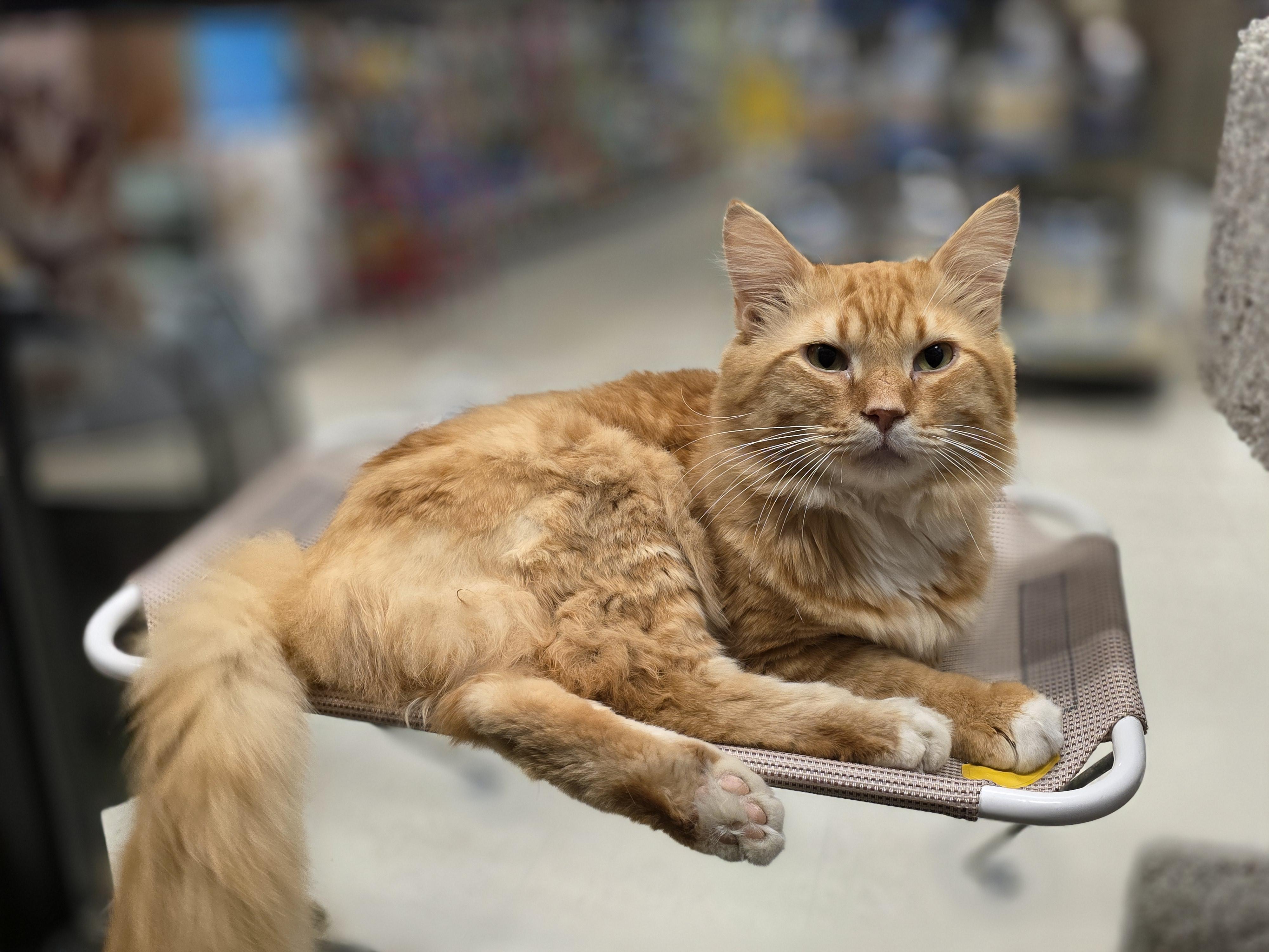 Boogie, a ADOPTABLE Domestic Long Hair in Richmond, VA image 1/5
