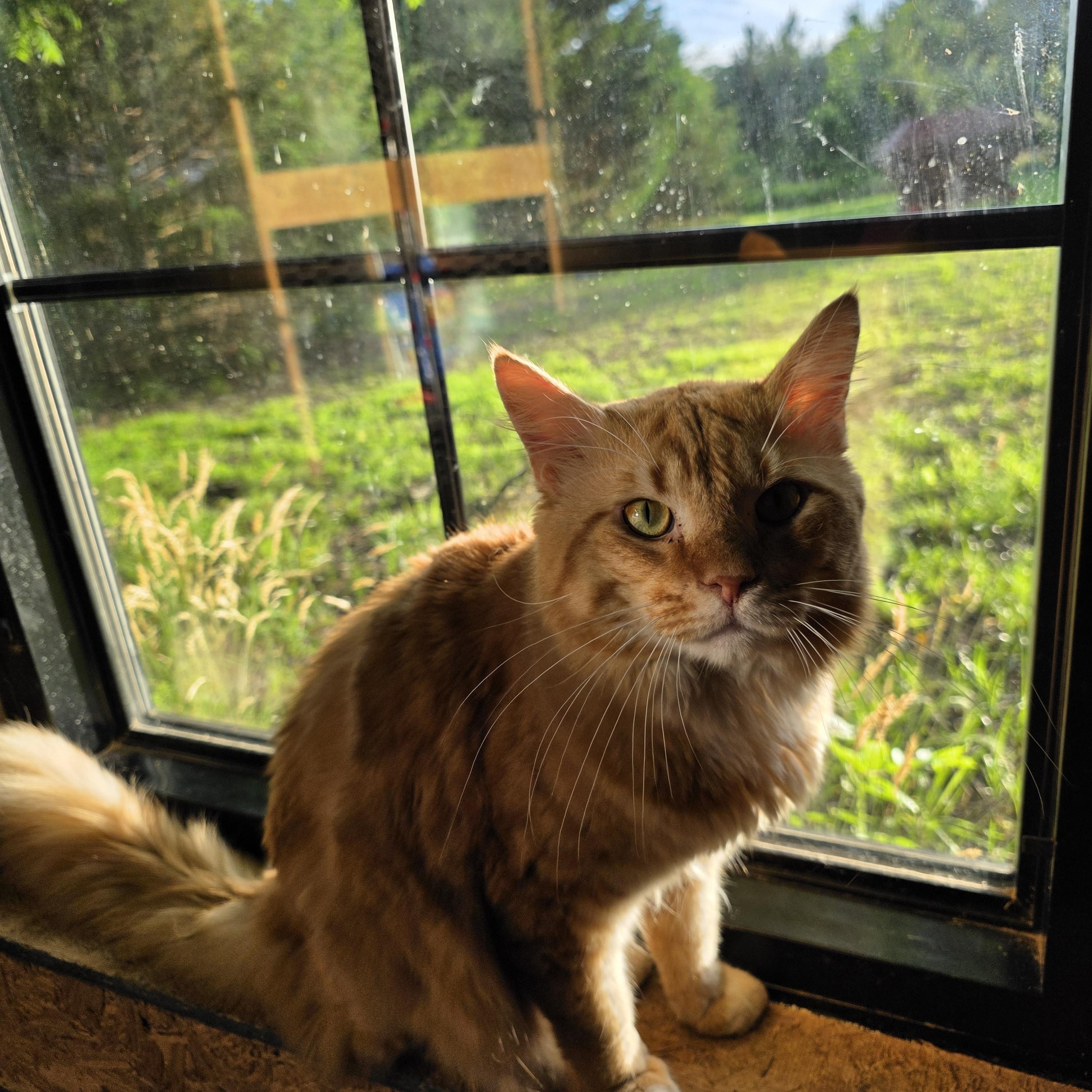Boogie, a ADOPTABLE Domestic Long Hair in Richmond, VA image 2/5