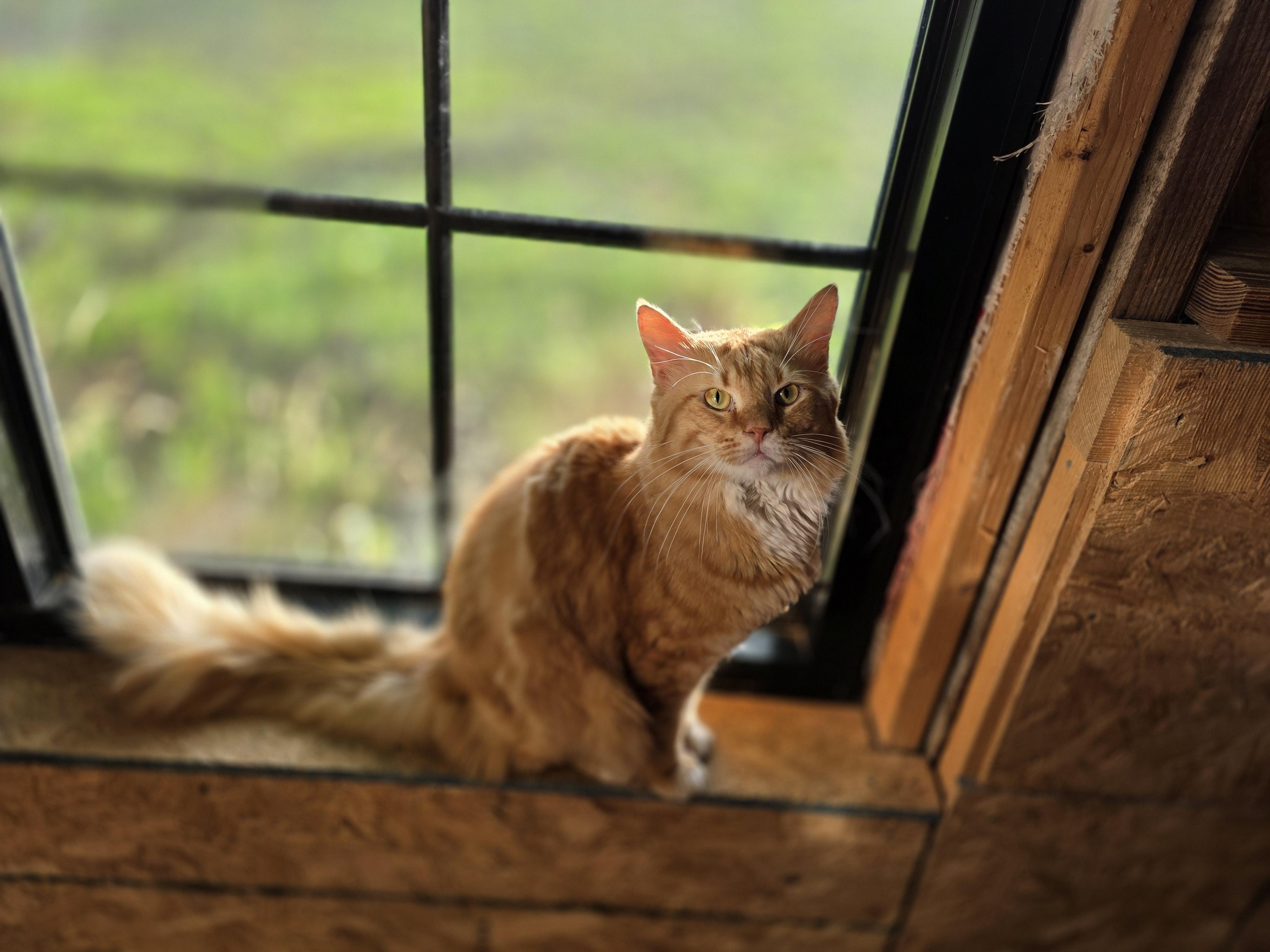 Boogie, a ADOPTABLE Domestic Long Hair in Richmond, VA image 3/5