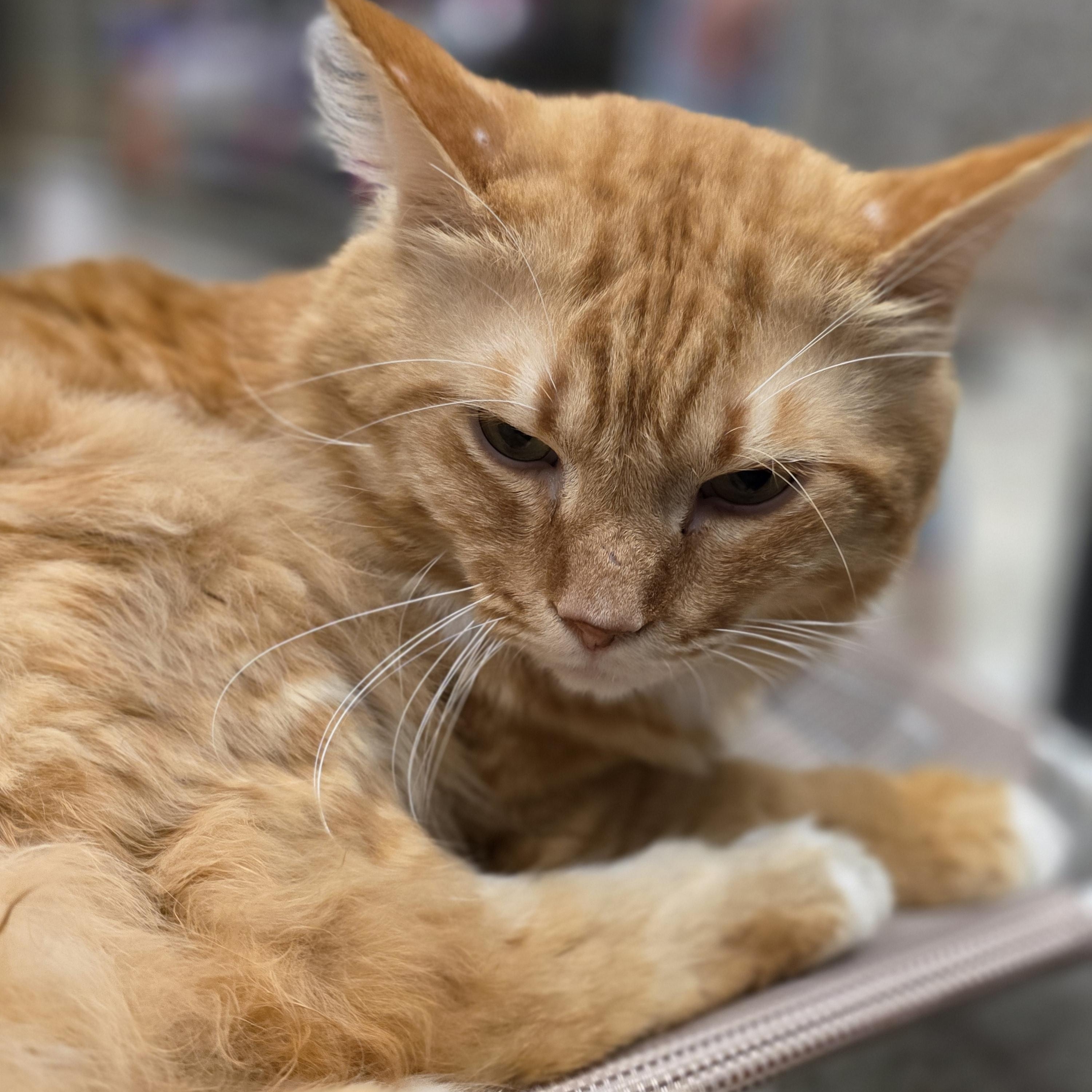 Boogie, a ADOPTABLE Domestic Long Hair in Richmond, VA image 5/5