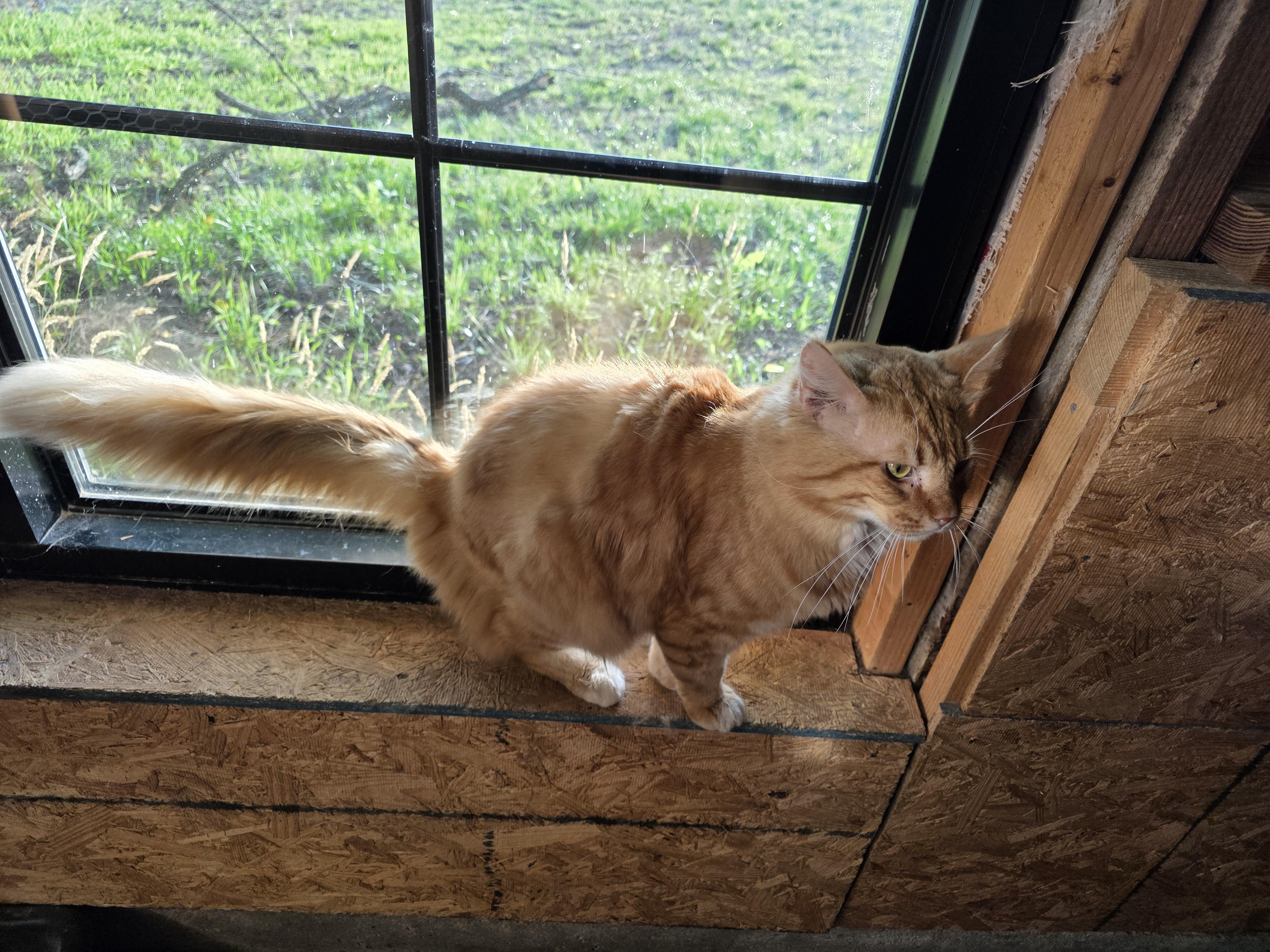 Boogie, a ADOPTABLE Domestic Long Hair in Richmond, VA image 4/5