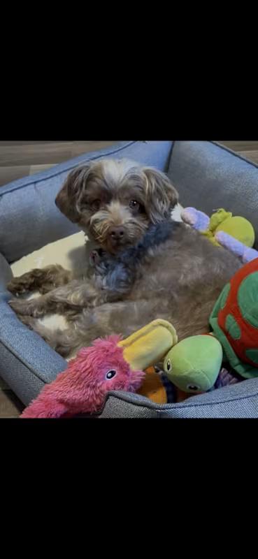 Enlarge Cocoa, an adopted Yorkie Poo in Atlanta, GA image 2/4