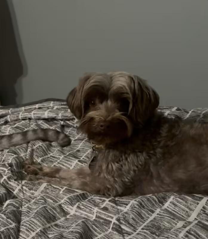 Enlarge Cocoa, an adopted Yorkie Poo in Atlanta, GA image 3/4