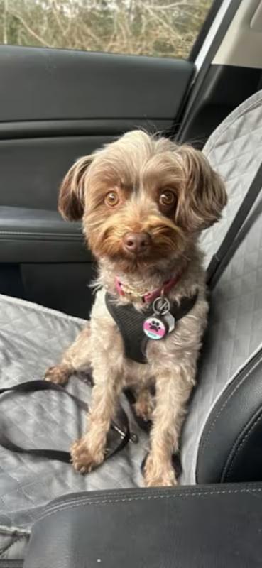 Cocoa, adopted, Adult Female Yorkie Poo.