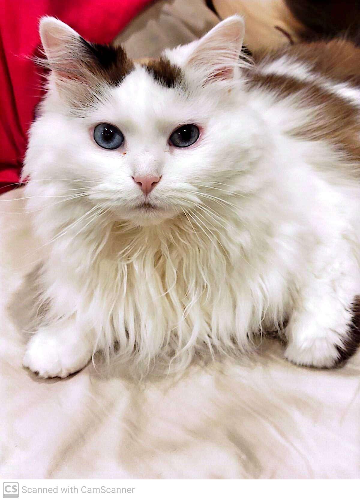 Meme, ADOPTABLE, Adult Female Himalayan.