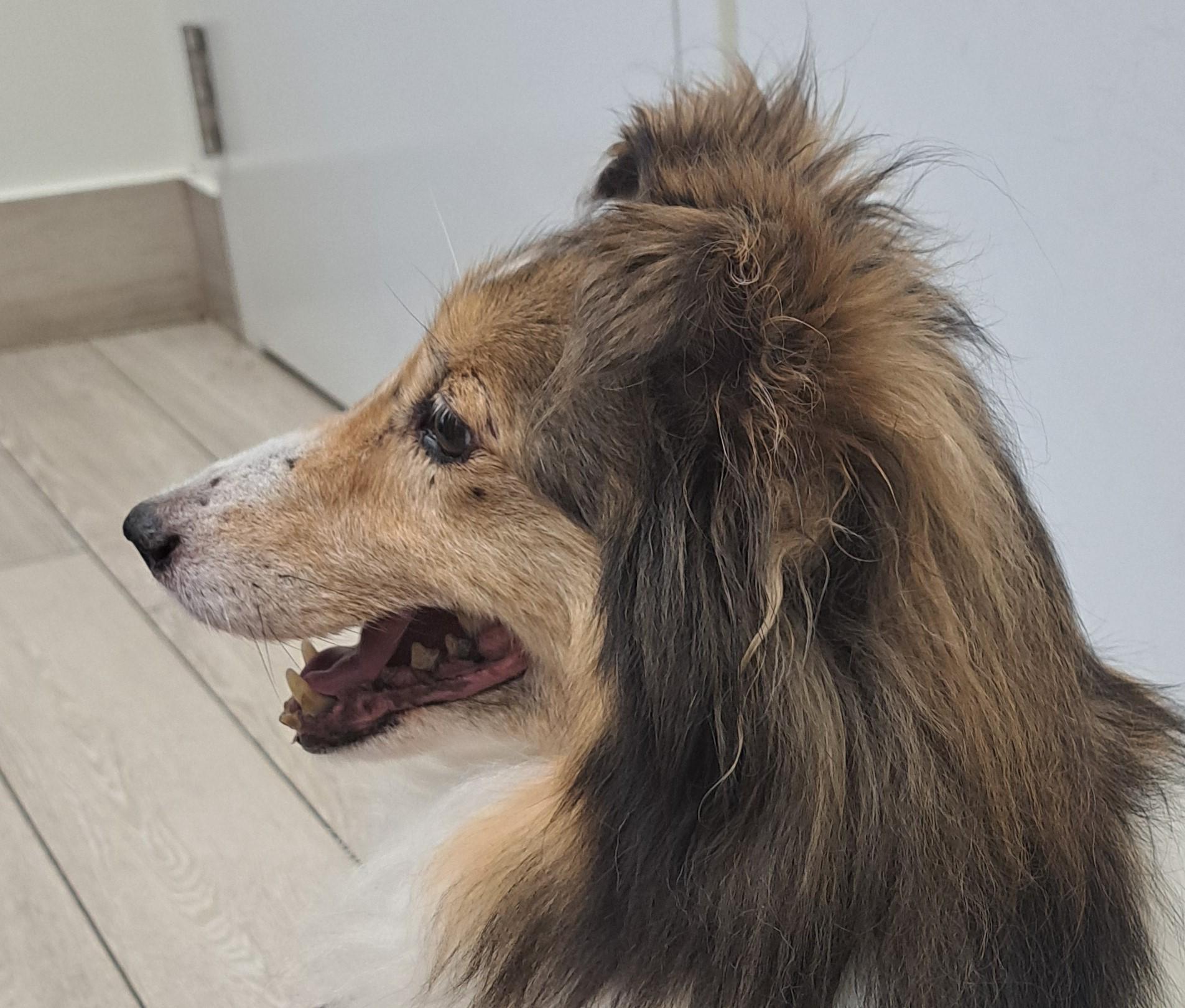 Enlarge Zoe - ADOPTION PENDING!!!, a Adoptable Shetland Sheepdog / Sheltie in York, ON image 5/5