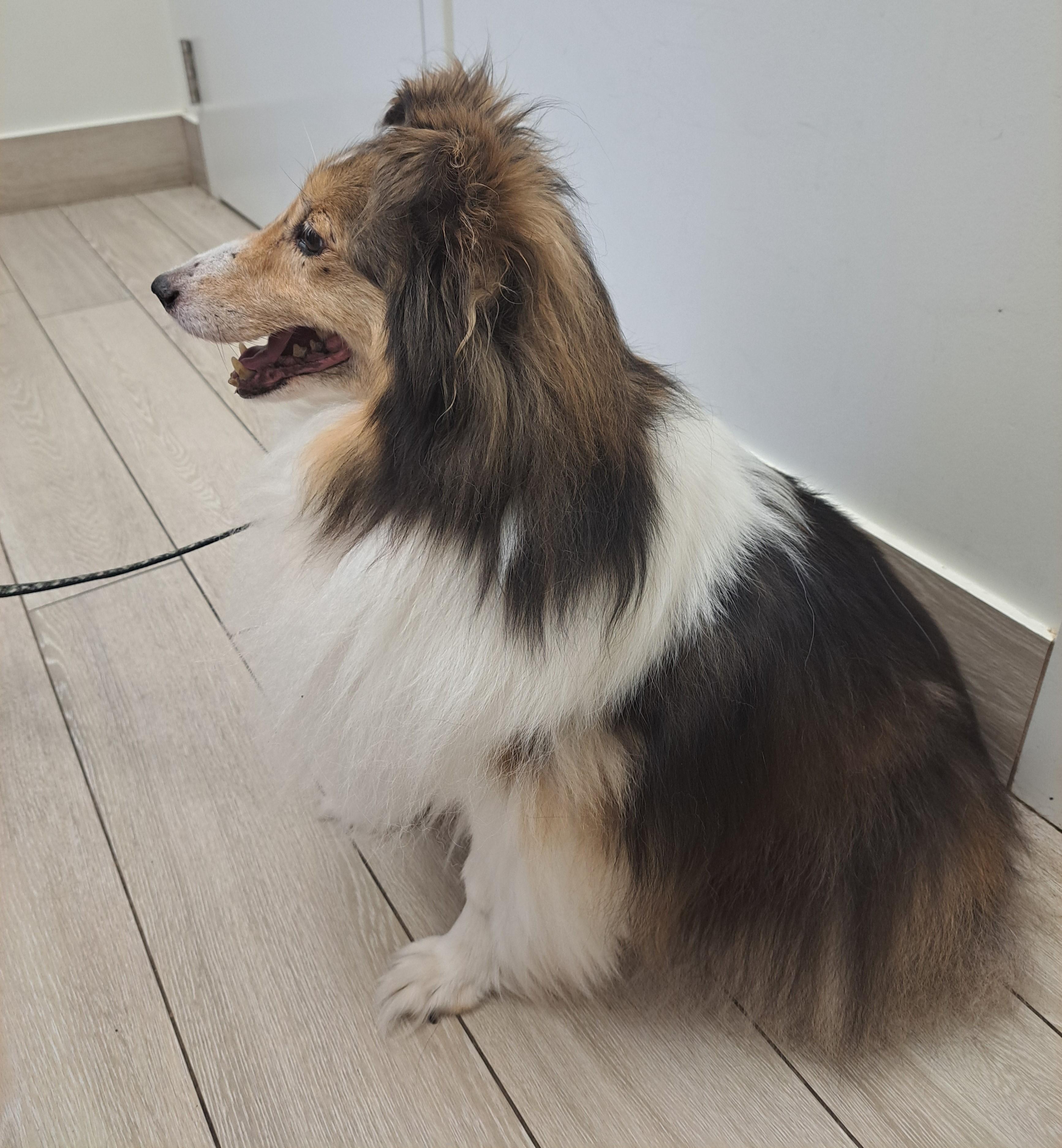 Enlarge Zoe - ADOPTION PENDING!!!, a Adoptable Shetland Sheepdog / Sheltie in York, ON image 2/5