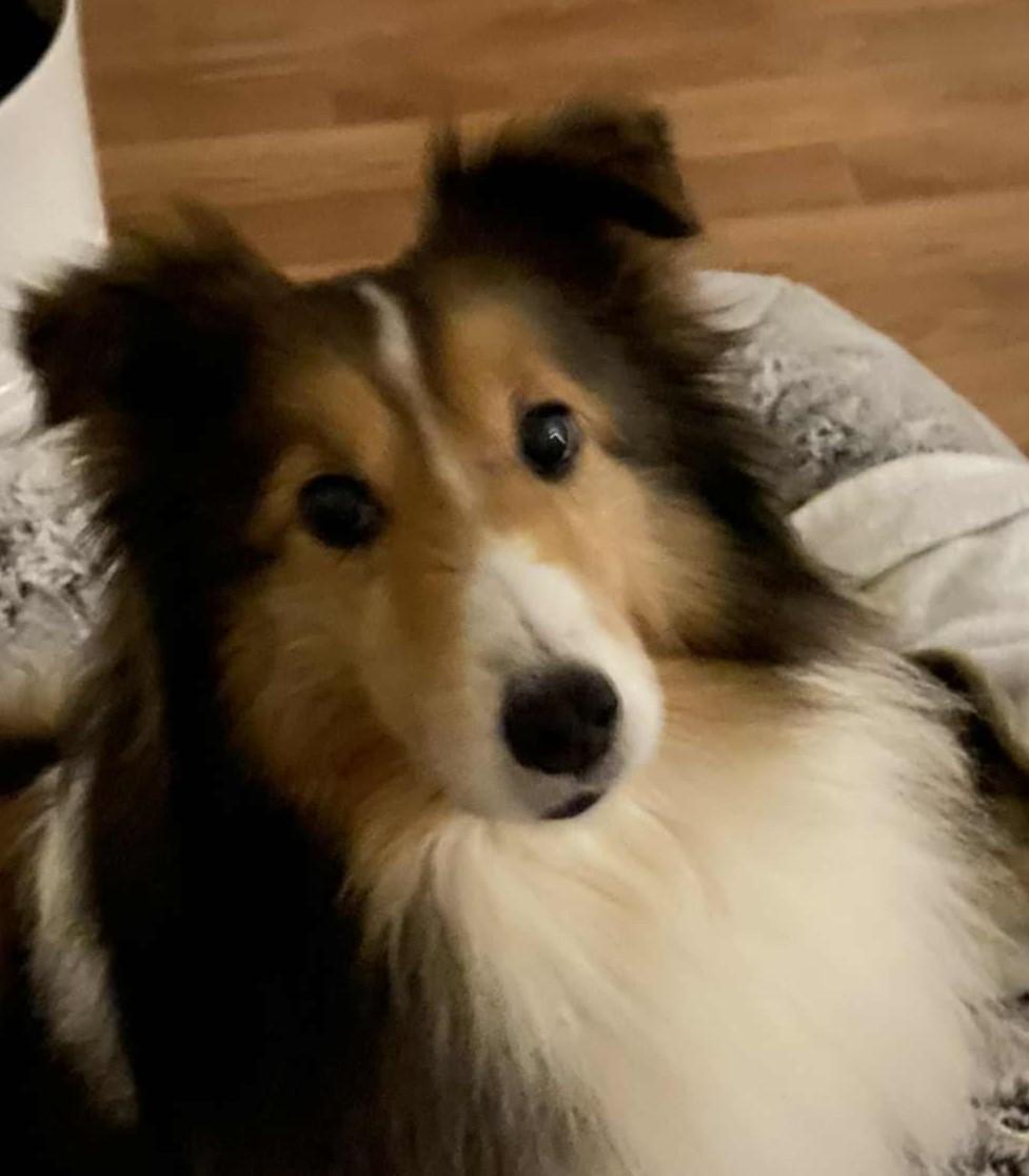 Enlarge Zoe - ADOPTION PENDING!!!, a Adoptable Shetland Sheepdog / Sheltie in York, ON image 1/5