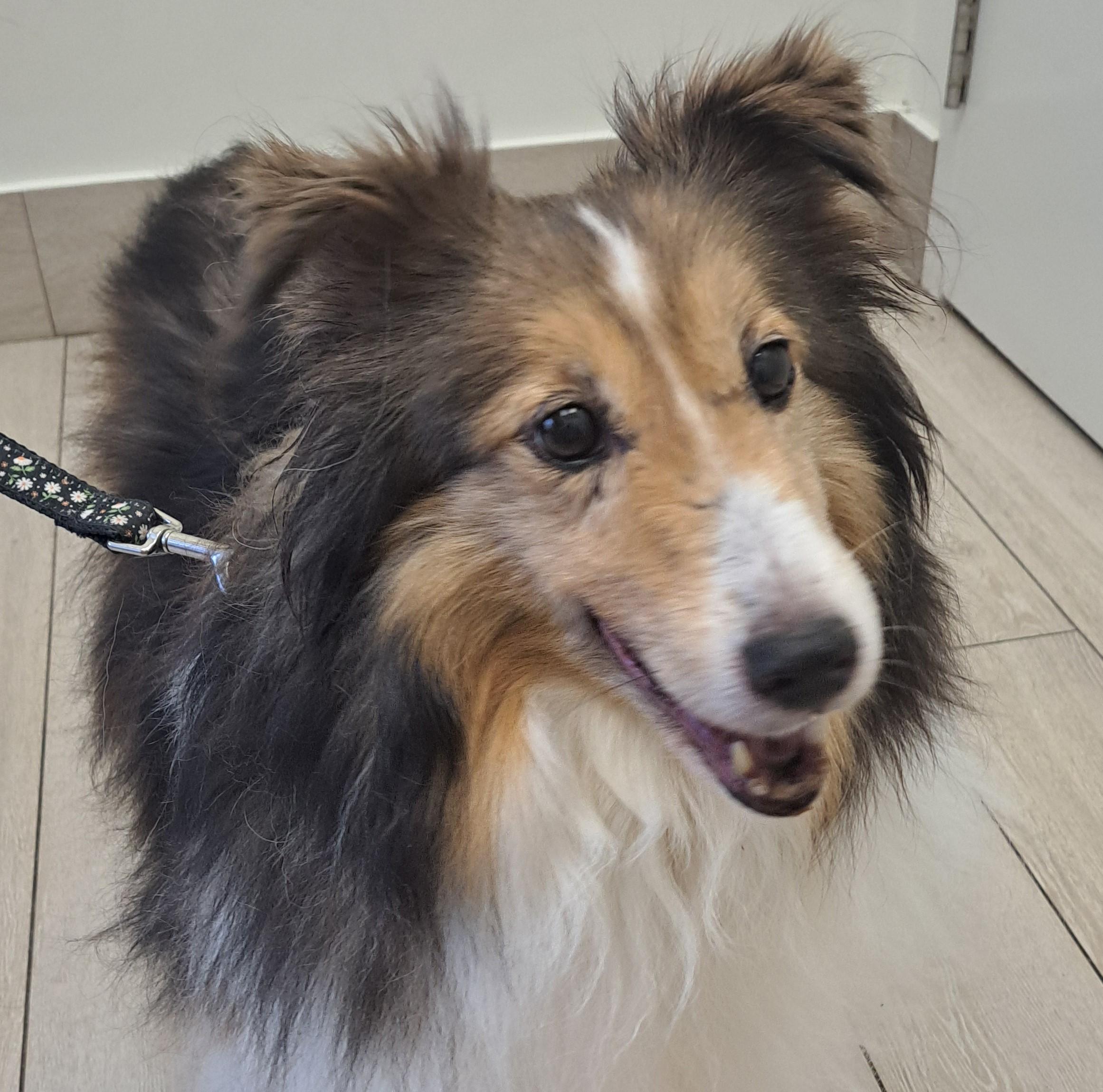 Enlarge Zoe - ADOPTION PENDING!!!, a Adoptable Shetland Sheepdog / Sheltie in York, ON image 3/5