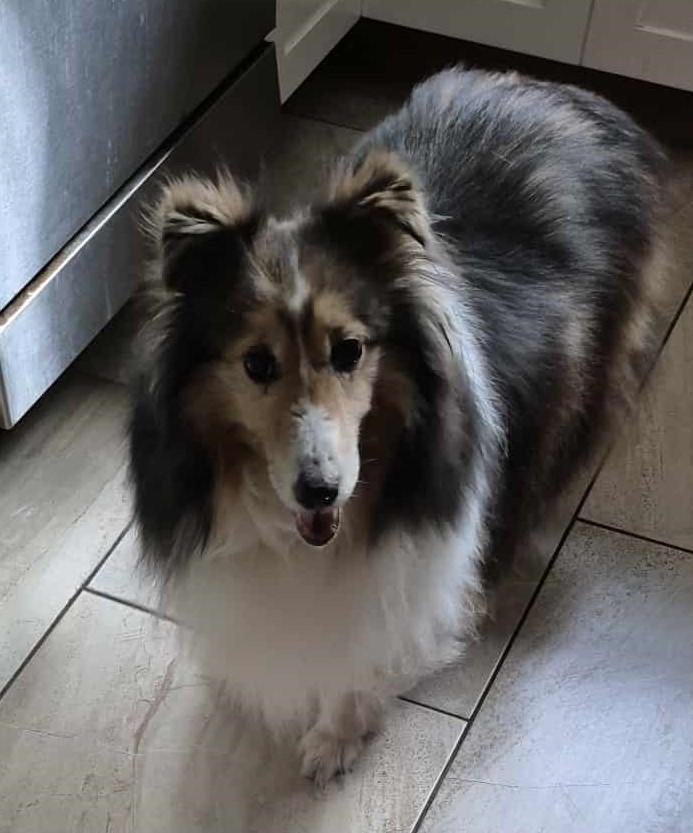 Enlarge Zoe - ADOPTION PENDING!!!, a Adoptable Shetland Sheepdog / Sheltie in York, ON image 4/5