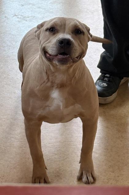 Sugar, Adoptable, Young Female Pit Bull Terrier & Mixed Breed.