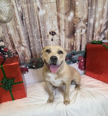 Enlarge Sugar, a Adoptable mixed breed in Cedar Hill, TX image 2/3