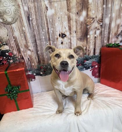 Enlarge Sugar, a Adoptable mixed breed in Cedar Hill, TX image 3/3